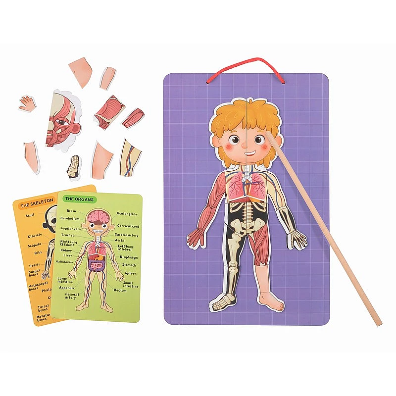 Дървена образователна играчка Магнитна Диаграма на Човешкото Тяло Тh842 от Tooky Toy